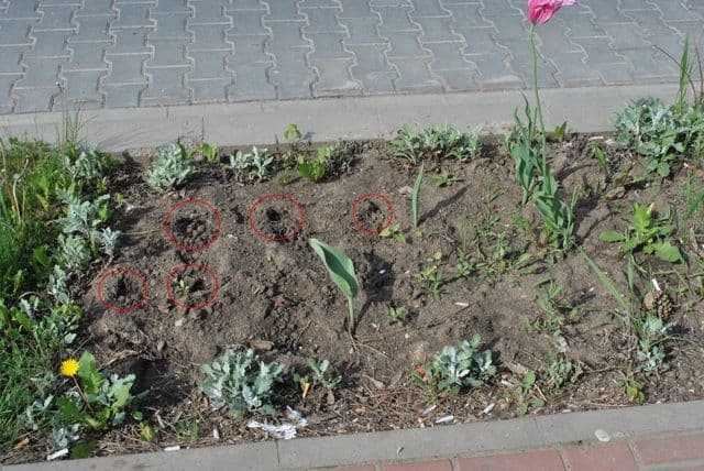 Dorohoi B-dul Victoriei (5)