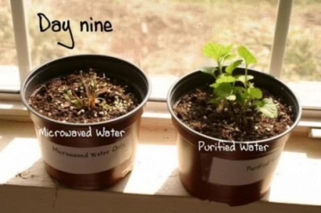 plante