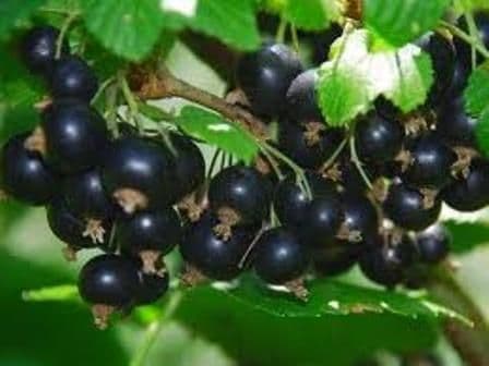 coacaz negru tisen