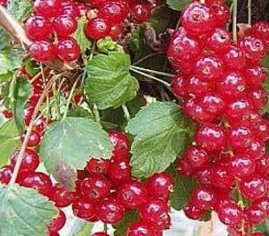 Coacaz rosu Lubawa