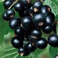 cocaz negru tiben