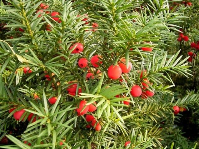 Tisa Taxus Baccata