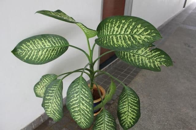 Dieffenbachia