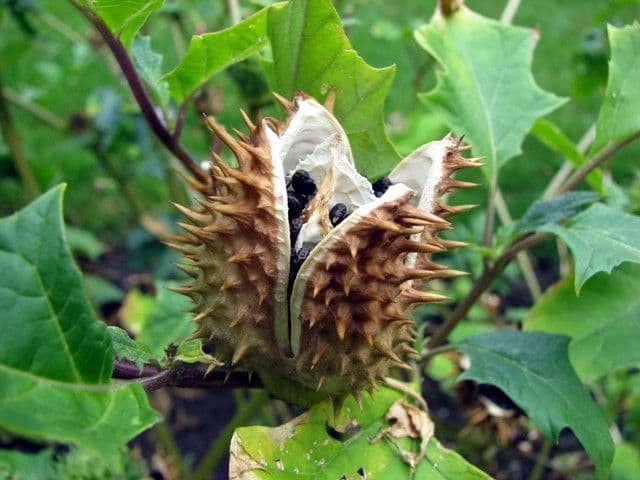 Ciumăfaia Datura stramonium