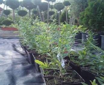 Plante de goji după 1 lună de vegetare in anul 2
