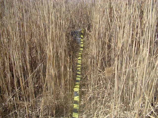 Mii de pachete de ţigări de contrabandă ascunse în căruţă, sub vreascuri _3