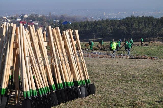Romania prinde radacini la Dorohoi - 2014_01