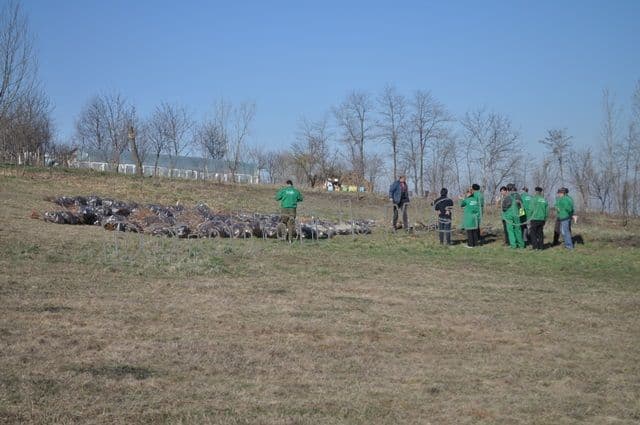 Romania prinde radacini la Dorohoi - 2014_11