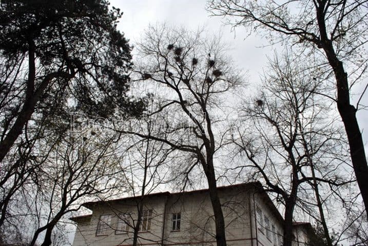 Invazia ciorilor 5