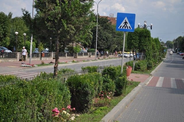 Copacei cosmetizati la Dorohoi_04