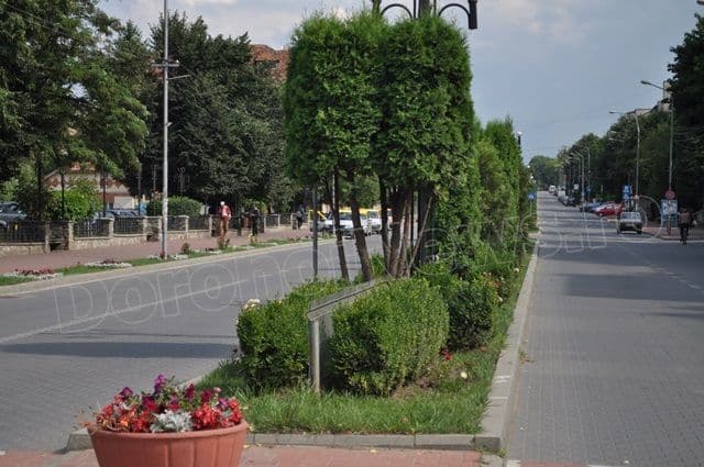 Copacei cosmetizati la Dorohoi_05