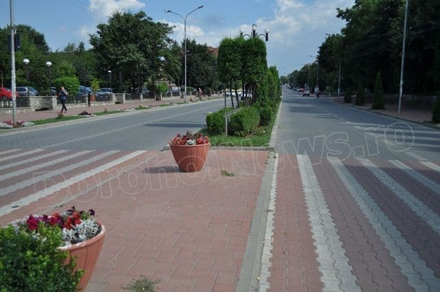 Copacei cosmetizati la Dorohoi_06