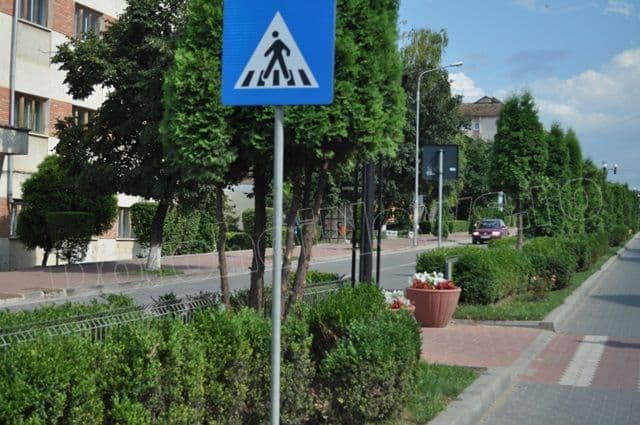 Copacei cosmetizati la Dorohoi_07