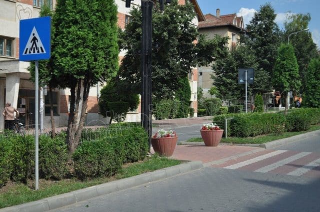 Copacei cosmetizati la Dorohoi_08