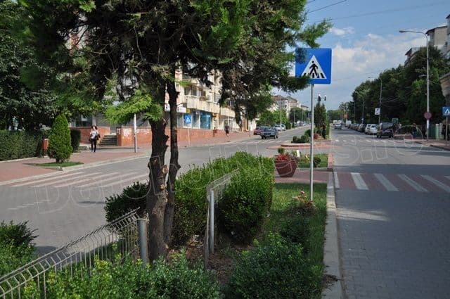 Copacei cosmetizati la Dorohoi_10