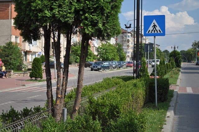 Copacei cosmetizati la Dorohoi_13