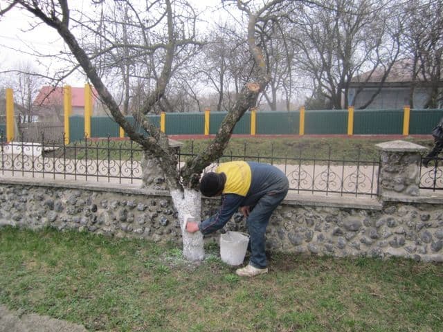 Curatenie de primavara Ibanesti_6