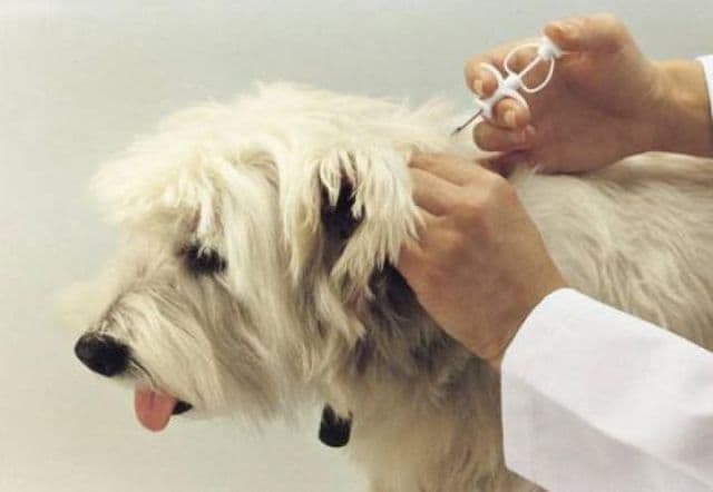 Începe vânătoarea stăpânilor care nu şi-au înregistrat câinii. Amenzile sunt uriaşe