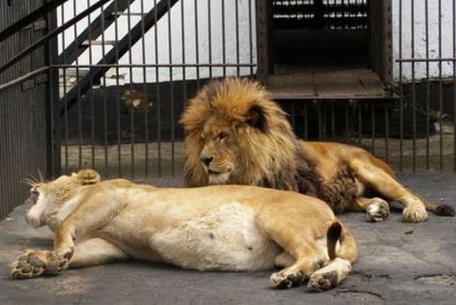 Un copil a fost atacat de leu, la Grădina Zoologică din Rădăuţi - VIDEO