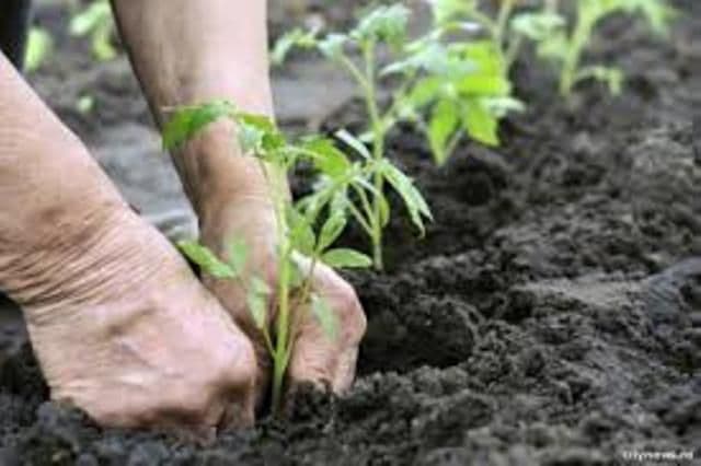 Anunț lansare apel de selecție nr. 9 pentru Măsura 411.42 „Înființarea grupurilor de producători”