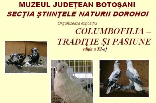 „Columbofilia - tradiție și pasiune”, ediția a XI-a la Muzeul de Știintele Naturii Dorohoi