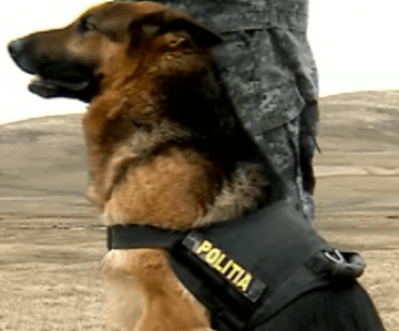 Povestea lui Ringo, câinele polițist care a fugit de la serviciu