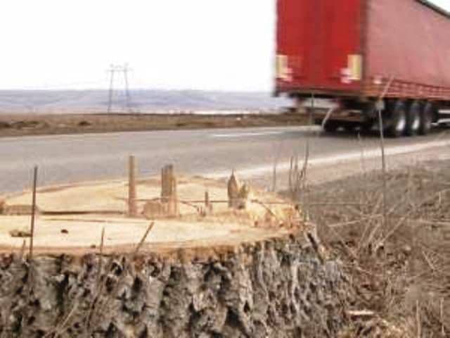 Arborii de la marginea E 85, de la Suceava spre Iaşi, cât și DN 29A Suceava - Dorohoi tăiaţi în masă
