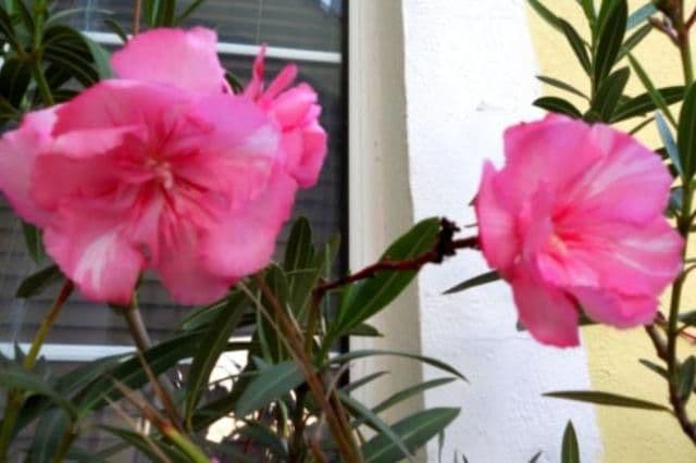 Atenţie la plantele ornamentale din locuinţă! TOP 3 flori periculoase care te pot ucide