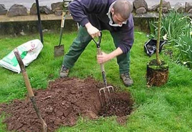 Câteva sfaturi pentru plantarea unui pom fructifer