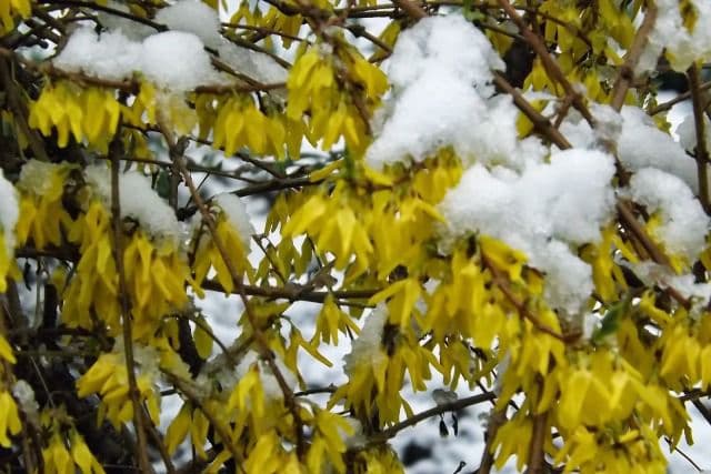 Informare meteo de vreme extrem de rece, brumă şi temperaturi aproape de pragul de îngheţ