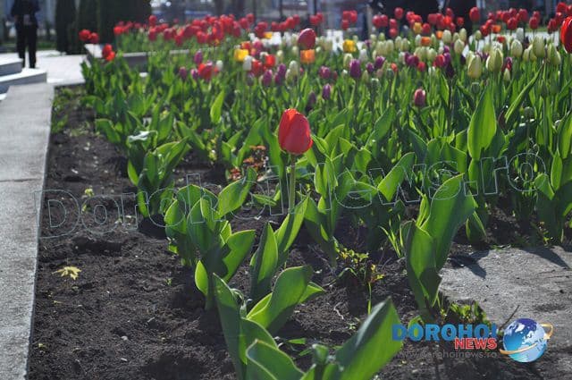 Lalelele din municipiul Dorohoi din nou în vizorul hoților. Zeci de flori furate pentru profit - FOTO