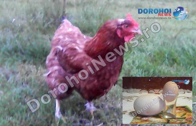 O găină din Mileanca, județul Botoșani poate intra în Cartea Recordurilor. A făcut un ou gigant – VIDEO/ FOTO