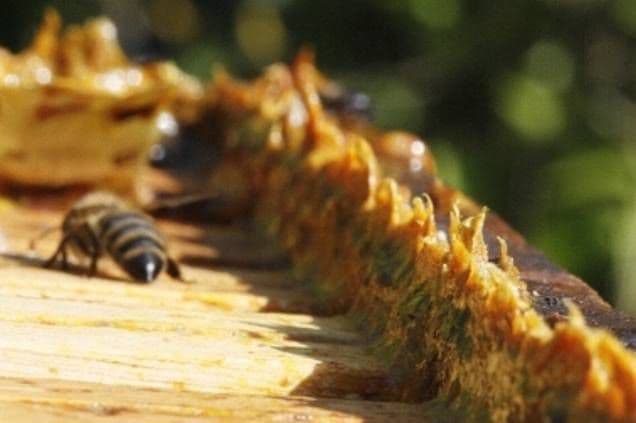 Ce boli poţi vindeca cu tinctura de propolis
