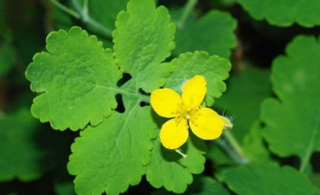 Remedii naturiste cu rostopască, planta numită şi „darul cerului”