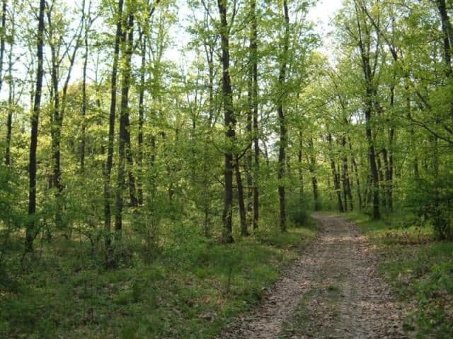 Tinere rătăcite în pădurea Ipoteşti, găsite de pompierii botoşăneni