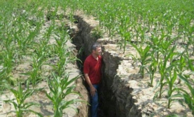 Culturile de cereale şi floarea soarelui pe jumătate compromise din cauza vremii nefavorabile