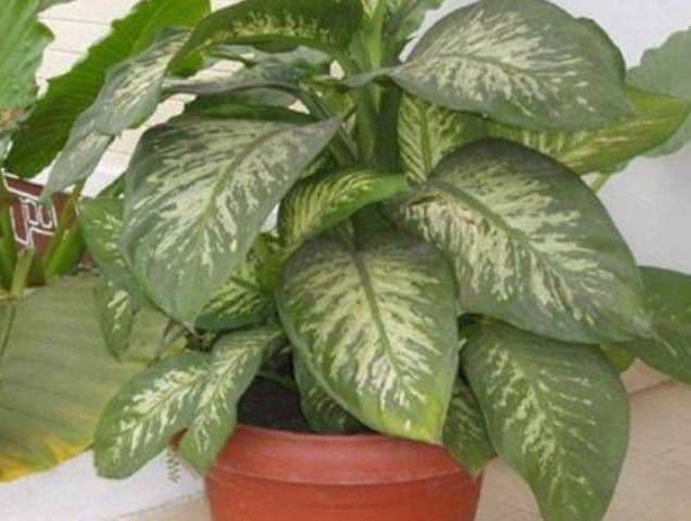 Dacă ai aşa ceva în casă, arunc-o! Planta ucigaşă