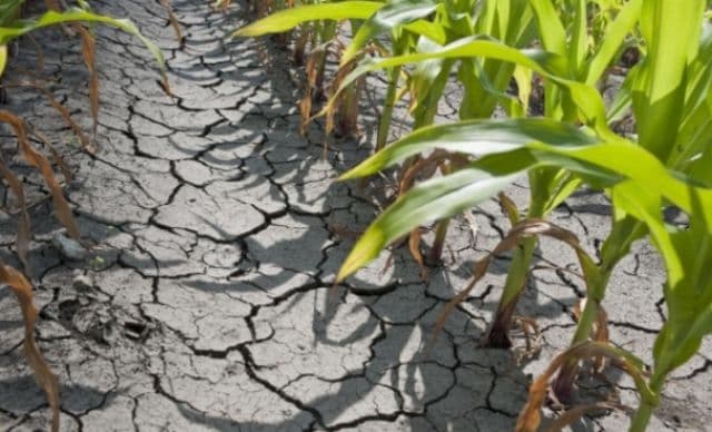 Producătorii agricoli cer sprijinul Ministerului Agriculturii pentru compensarea pierderilor cauzate de secetă