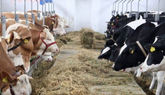 Crescătorii de animale, în pragul falimentului din cauza secetei. „Vom trece la proteste”