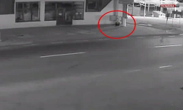 Autorităţile din Suceava sunt în alertă. Un pui de urs se plimbă liber pe străzi - VIDEO