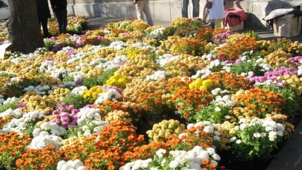 Sancţiuni în valoare totală de 30.000 lei aplicate comercianților de flori din Botoșani