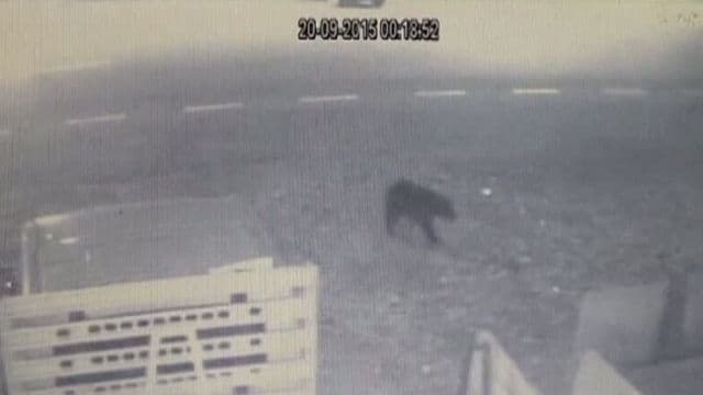 Ursul care a îngrozit oraşul Suceava, surprins din nou de camerele de supraveghere - VIDEO