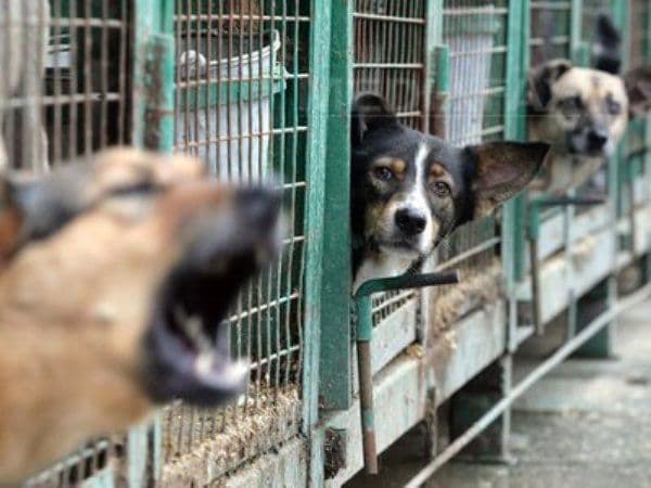 Haită de câini capturată de hingheri în urma unui apel la 112