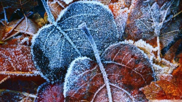 Prognoza meteo pentru două săptămâni: vine iarna în intervalul 16-29 noiembrie!