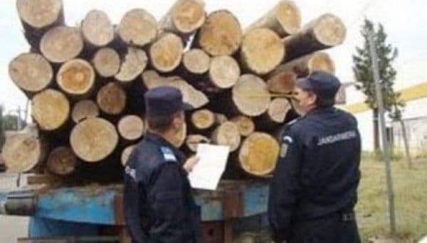 Trei metri cubi de cherestea confiscați de jandarmii botoșăneni