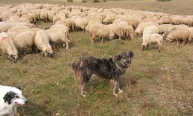 Aleşii stabilesc prin lege câţi câini sunt permişi la o stână. Cioban: Nu putem să îi omorâm