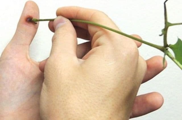 Cum scapi de negii de pe piele in mod natural