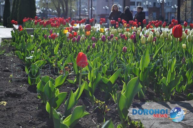 Lalele furate din Dorohoi_04