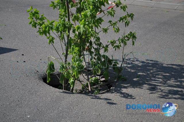 Cratere aparute in asfalt in Dorohoi_08