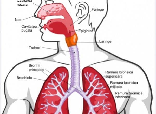 Metode naturale de curățare a sistemului respirator